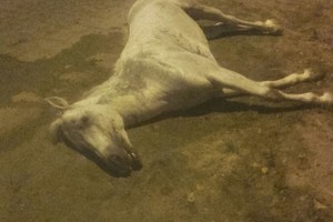 بالصور... تماس كهربائي يقتل حصاناً بقرية باربار 