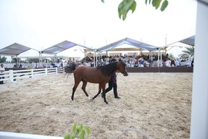 فيصل بن راشد: المزاد ساهم في توسيع قاعدة الملاك وتبادل المرابط