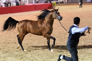 تنافس مثير بين الملاك والمرابط للظفر بالمراكز الأولى لبطولة فيصل بن حمد لجمال الخيل العربية