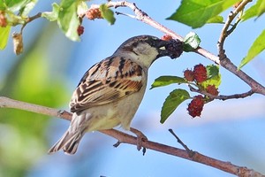 بالصور...عصفور الدوري فوق  اشجار التوت