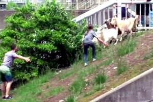 مطاردة 7 من الماعز في أميركا بعد فرارها من سوق مزارعين