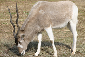 حيوان مها ابو عدس على وشك الاندثار في البرية