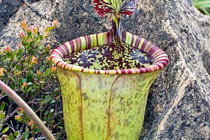  اكثر من 20 % من النباتات حول العالم مهددة بالاندثار