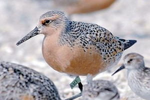 دراسة: تناقص أعداد طائر العقدة الحمراء بسبب تغير المناخ