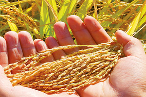 'الفاو' وحملة جوائز 'نوبل' يتصدون لمشكلتي الجوع والعنف