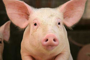 الشرطة الألمانية تعثر على رأس خنزير خارج مكتب الدائرة الانتخابية لميركل