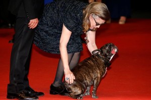 بالصور... كلب كاري فيشر نجم السجادة الحمراء في مهرجان كان