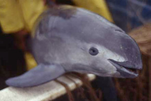 أصغر الحوتيات في العالم على وشك الانقراض