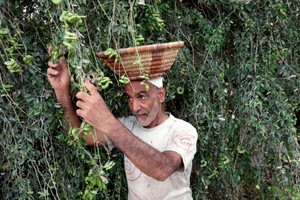 بالصور... الصبار فاكهة البحرينيين في الصيف