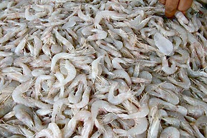 'خفر السواحل': ضبط 5 قوارب مخالفة لقرار حظر صيد الروبيان... بحوزتها نصف طن