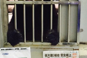 الإمساك بدب أسود قرب مدرسة ثانوية في ولاية كاليفورنيا