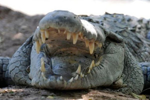 اختبر بنفسك: تعرف على أشد أنواع الحيوانات فتكاً في العالم