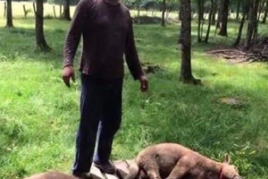 الناجي الوحيد من طائرة «مصر للطيران» المنكوبة يحتفل بـ«ذبح خروفين»