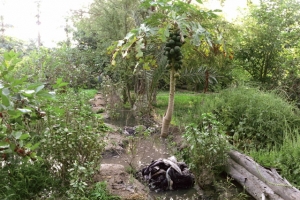 ﻿ثقافة «ريّ الأرض»: طريقة الريّ بالتسكير