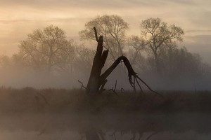 هل تنام الأشجار ليلاً؟