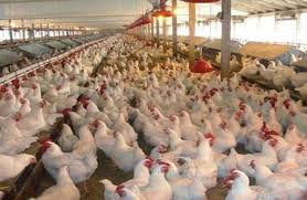 العراق يحظر استيراد الدواجن من إيطاليا وميزوري خوفا من إنفلونزا الطيور