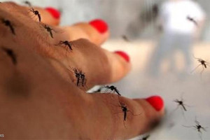 اكتشاف بعوض مصري 'مصاب طبيعيا' بفيروس زيكا في البرازيل