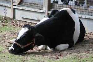 السعودية: حظر حركة الأبقار في الأحساء بعد ظهور مرض فايروسي