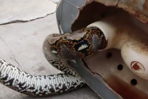 ثعبان يختبىء في المرحاض ويلدغ رجلاً في عضوه الذكري أثناء قضاء حاجته في تايلاند