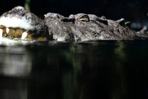 تمساح يختطف امرأة استرالية أثناء سباحتها ليلا في مياه ضحلة