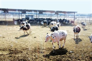 بالصور... «أمانة الأحساء» تمنع دخول «الأبقار» إلى سوق الأنعام