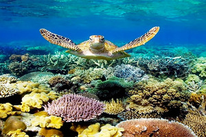 تبيض الشعاب المرجانية يلقي بظلاله على مستقبل الحاجز المرجاني العظيم