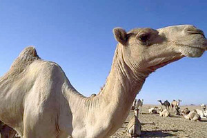 جمل يقتل صاحبه الهندي الذي تركه في الحرّ