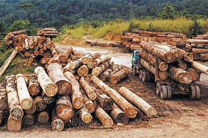 مهربو الأخشاب قد يجعلون آخر غابات السنغال تختفي قريباً