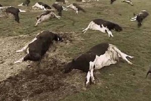 ما الذي سيحدث للأرض لو خلت من البشر؟