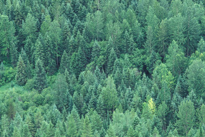 فكروا في الغابات وابدأوا بالاستماع إلى أهلها