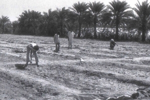 ﻿ثقافة «ري الأرض»:  طريقة تقسيم الأرض