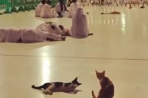 'قطّة' داخل الحرم توقظ معتمراً لتسترد حاجة لها