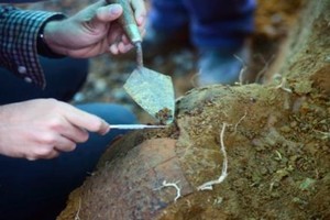 اكتشاف مقابر عمرها أكثر من ألفي سنة في كولومبيا 