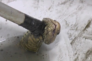 في ثاني حادث من نوعه في أسبوعين... تايلندي ينجو من هجوم ثعبان في قاعدة حمام منزله