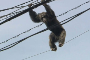 قرد يتسبب في انقطاع الكهرباء في أنحاء كينيا