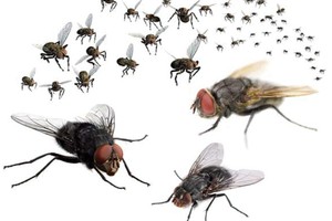 اكتشاف فصيلة جديدة من الذباب في بلجيكا 