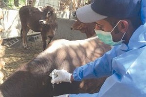 السعودية: السيطرة على مرض التهاب الجلد العقدي في الأبقار