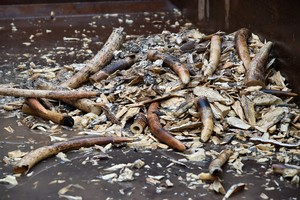 سنغافورة تحول أنياب أفيال بقيمة 10 ملايين دولار لرماد