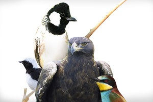 اختبر نفسك... ماذا تعرف عن أسماء الطيور في البحرين؟