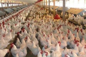 'الزراعة السعودية' تؤكد خلو الدجاج المحلي والمستورد من الهرمونات ومحفزات النمو