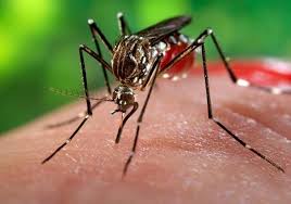 دراسة: لم تظهر عيوب خلقية بمواليد أصيبت أمهاتهم بفيروس زيكا خلال مرحلة متأخرة من الحمل