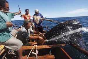 عمال إنقاذ يصارعون لإنقاذ حيتان على الشاطئ في إندونيسيا 