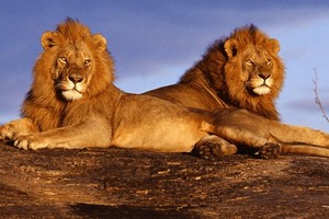 مسؤول هندي: ثلاثة أسود ستقضي حياتها في الاسر بعد أكلها لحوم بشر 