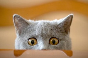 علماء يوضحون سبب رفض القطط تغيير طعامها