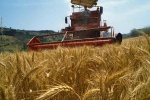 الأردن يعدل شروط استيراد القمح لجذب مزيد من الموردين