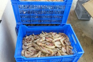 مصادرة أكثر من 400 كيلوغرام من الروبيان بسوق جدحفص