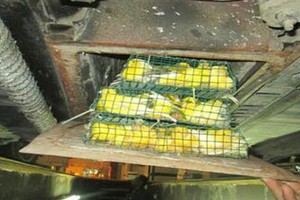 إحباط تهريب 1074 طير زينه بجمرك جسر الملك فهد