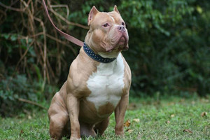 كندا ستمنع الكلاب من فصيلة 'بيتبول'