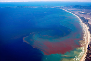  استراليا قد تخسر مليون زائر في السنة بسبب ابيضاض الحاجز المرجاني