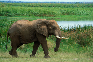 فيل يصعق نفسه بالكهرباء في حديقة وطنية بأوغندا